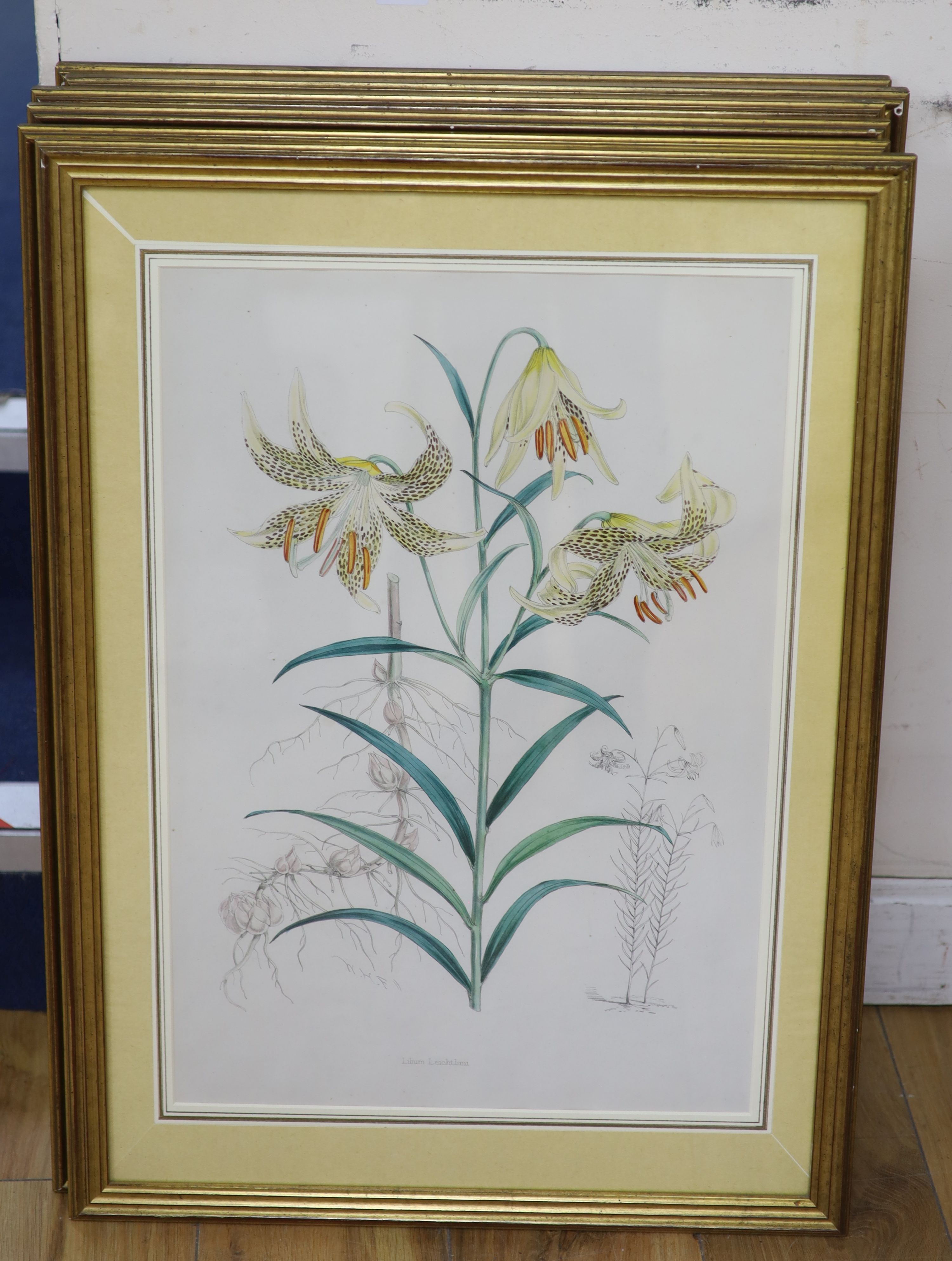 A set of six hand coloured botanical prints of lilies, 53 x 36cm